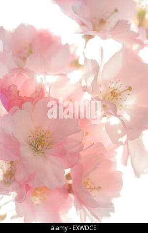 Fioritura di ciliegio, close-up Foto Stock
