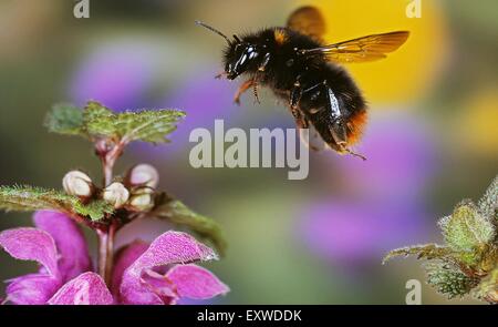 Red-tailed bumblebee (Bombus lapidarius) in corrispondenza di un fiore Foto Stock