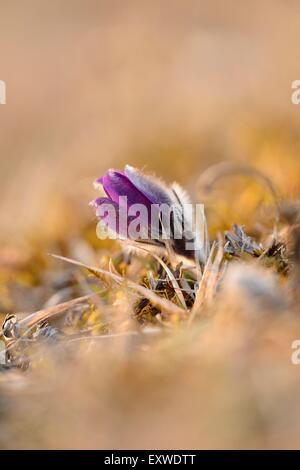 Pasqueflower, Pulsatilla vulgaris, Alto Palatinato, Baviera, Germania, Europa Foto Stock