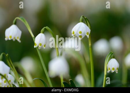 Fiocchi di neve di primavera, Leucojum vernum, nella Foresta del Palatinato Superiore, Baviera, Germania, Europa Foto Stock