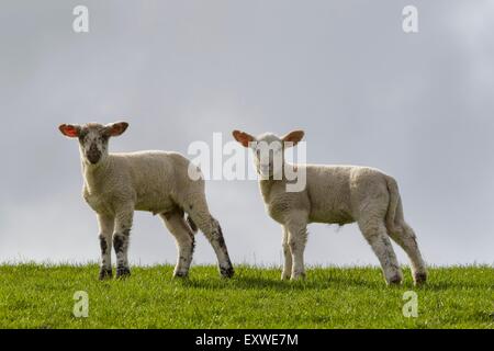 Due agnelli sulla diga Foto Stock
