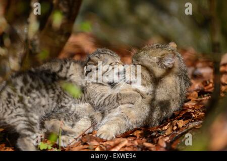 Due gatto selvatico europeo gattini nel Parco Nazionale della Foresta Bavarese, Germania Foto Stock