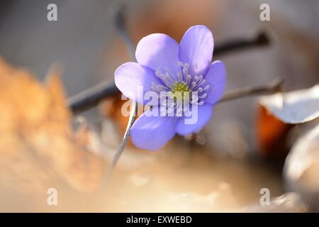 Liverwort, Anemone hepatica, Alto Palatinato, Baviera, Germania, Europa Foto Stock