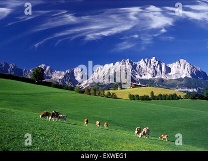 Le vacche a Wilder Kaiser in Tirolo, Austria Foto Stock