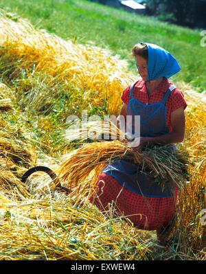 Countrywoman raccolto sul campo, Strengen am Arlberg, Tirolo, Austria Foto Stock