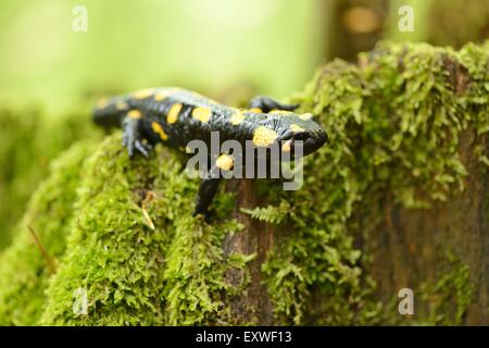 Salamandra pezzata in una foresta Foto Stock