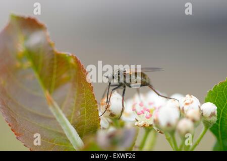 Close-up di un brigante volare su un thimbleweed blossom Foto Stock