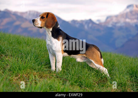 Maschio di Beagle in piedi nel prato, avviso Foto Stock