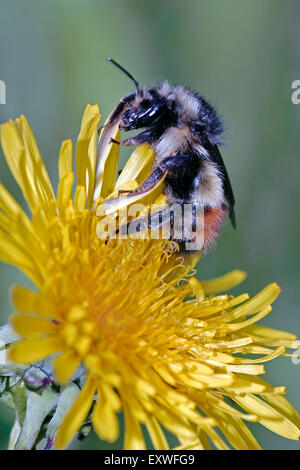 Bumblebee avanzamento sul fiore di dente di leone Foto Stock