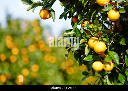 Orangebtrees con arance mature in Sicilia, Italia Foto Stock