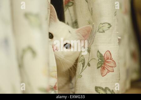 Cat spiata da dietro la cortina Foto Stock