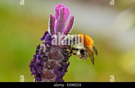 Bumblebee sulla lavanda spagnolo Foto Stock