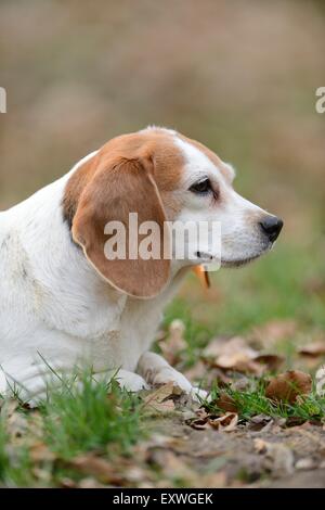 Close-up di un cane beagle giacente in giardino Foto Stock