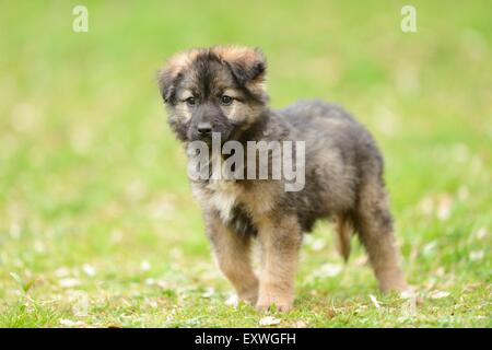 Razza mista cucciolo di cane in un giardino Foto Stock