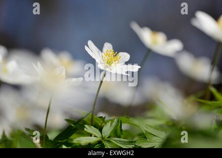 Close-up di fioritura di anemone di legno Foto Stock