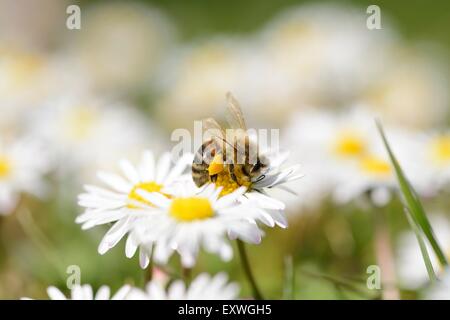 Close-up di un western honey bee su un comune daisy Foto Stock