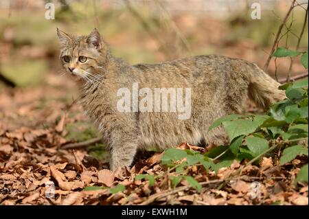 Gatto selvatico europeo (Felis silvestris silvestris) nel Parco Nazionale della Foresta Bavarese, Germania Foto Stock