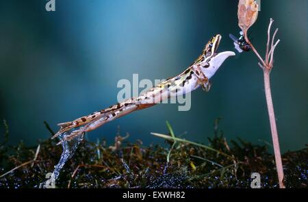 Piscina rana Rana lessonae, jumping Foto Stock