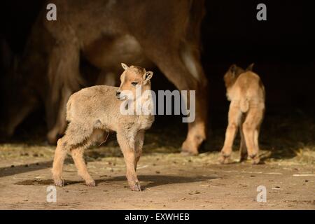 Mufloni (Ammotragus lervia) agnello Foto Stock