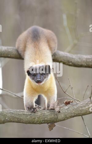 Giallo-throated martora (Martes flavigula) salendo su un albero Foto Stock