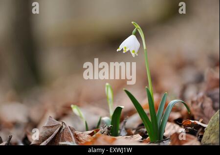 Close-up di primavera il simbolo del fiocco di neve (Leucojum Vernum) blossoms Foto Stock