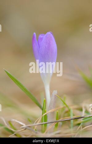 Close-up di un bosco crocus (Crocus tommasinianus) Foto Stock
