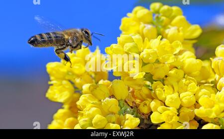 Il miele delle api, Apis mellifera, rovistando nettare Foto Stock