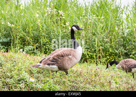 Canada goose (Branta canadensis) in piedi in erba in un prato di Wildfowl and Wetlands Trust, Arundel, West Sussex, Regno Unito Foto Stock