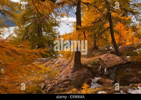 Il larice al lago di Sils, Engadina, Grigioni, Svizzera Foto Stock