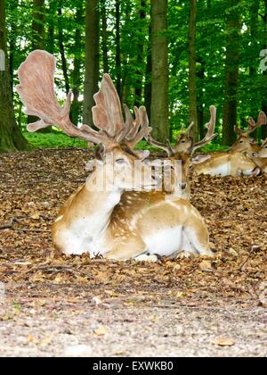 Cervi in foresta Foto Stock