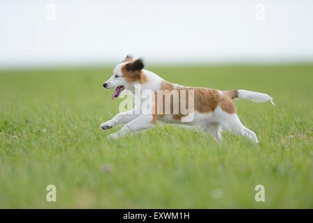 La Nederlandse Kooikerhondje, Alto Palatinato, Germania, Europa Foto Stock