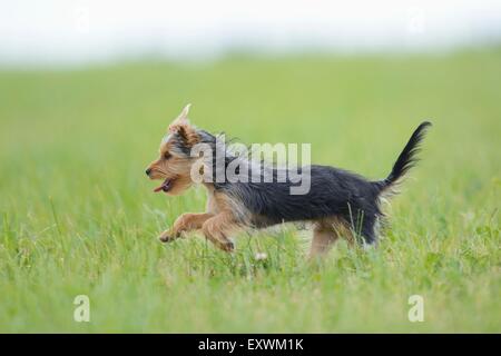 Yorkshire Terrier, Alto Palatinato, Germania, Europa Foto Stock