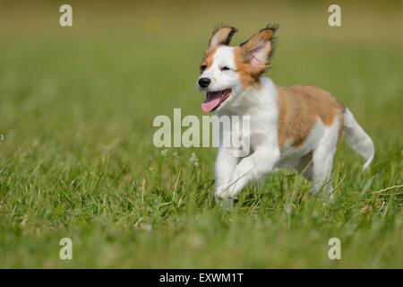 La Nederlandse Kooikerhondje, Alto Palatinato, Germania, Europa Foto Stock