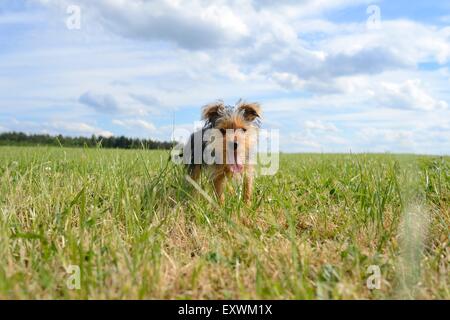 Yorkshire Terrier, Alto Palatinato, Germania, Europa Foto Stock