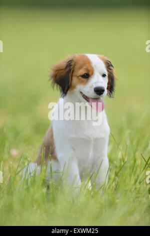 La Nederlandse Kooikerhondje, Alto Palatinato, Germania, Europa Foto Stock