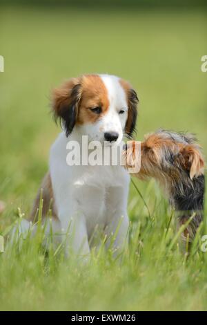 La Nederlandse Kooikerhondje, Alto Palatinato, Germania, Europa Foto Stock