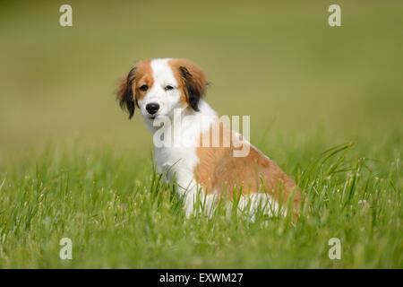 La Nederlandse Kooikerhondje, Alto Palatinato, Germania, Europa Foto Stock