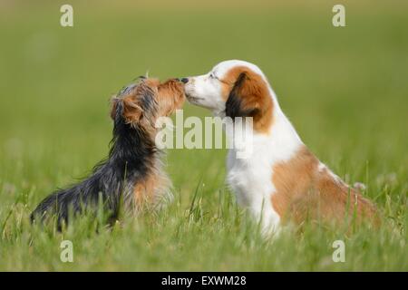 La Nederlandse Kooikerhondje e Yorkshire Terrier, Alto Palatinato, Germania, Europa Foto Stock