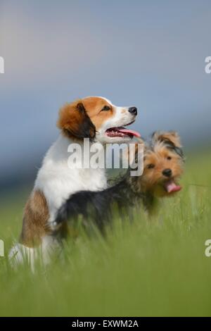 La Nederlandse Kooikerhondje e Yorkshire Terrier, Alto Palatinato, Germania, Europa Foto Stock