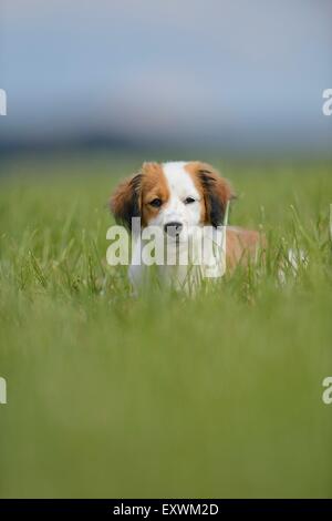 La Nederlandse Kooikerhondje, Alto Palatinato, Germania, Europa Foto Stock