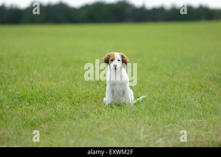 La Nederlandse Kooikerhondje, Alto Palatinato, Germania, Europa Foto Stock