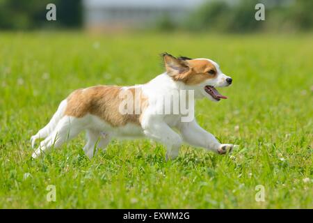 La Nederlandse Kooikerhondje, Alto Palatinato, Germania, Europa Foto Stock