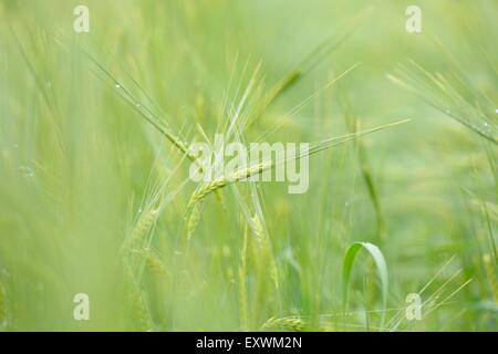 Close-up di un verde orzo orecchio in un campo in primavera Foto Stock