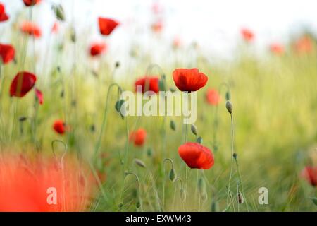 Papaveri di mais in un campo Foto Stock