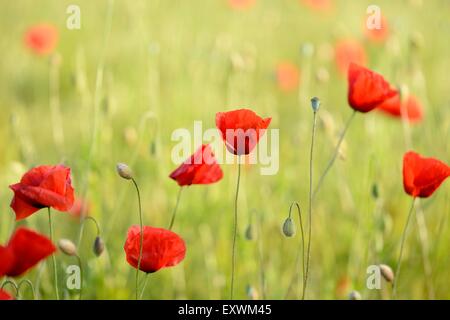 Papaveri di mais in un campo Foto Stock