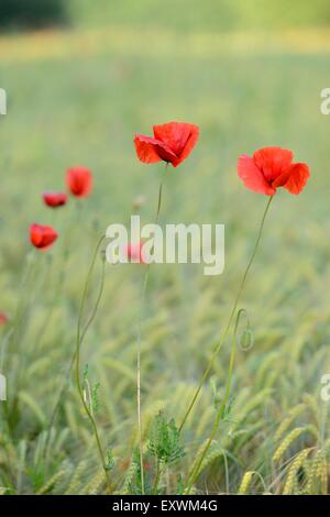 Papaveri di mais in un campo Foto Stock