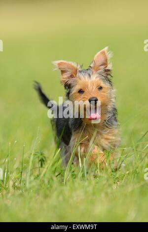 Yorkshire Terrier, Alto Palatinato, Germania, Europa Foto Stock