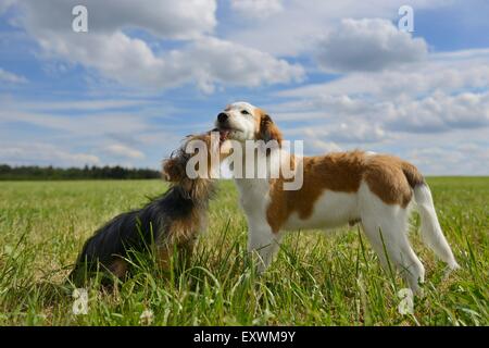 La Nederlandse Kooikerhondje e Yorkshire Terrier, Alto Palatinato, Germania, Europa Foto Stock