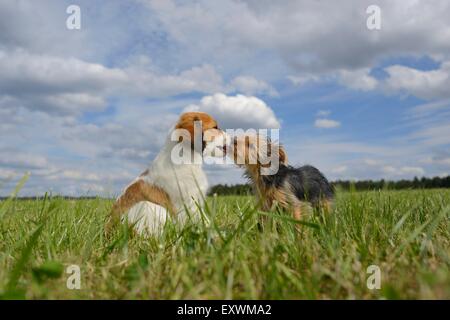 La Nederlandse Kooikerhondje e Yorkshire Terrier, Alto Palatinato, Germania, Europa Foto Stock