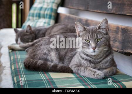 Due gatti giacente su un banco di lavoro Foto Stock